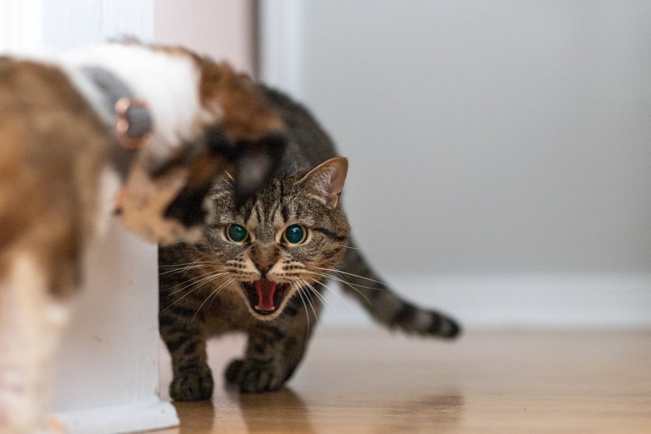 How Long Does a Cat Hold a Grudge?