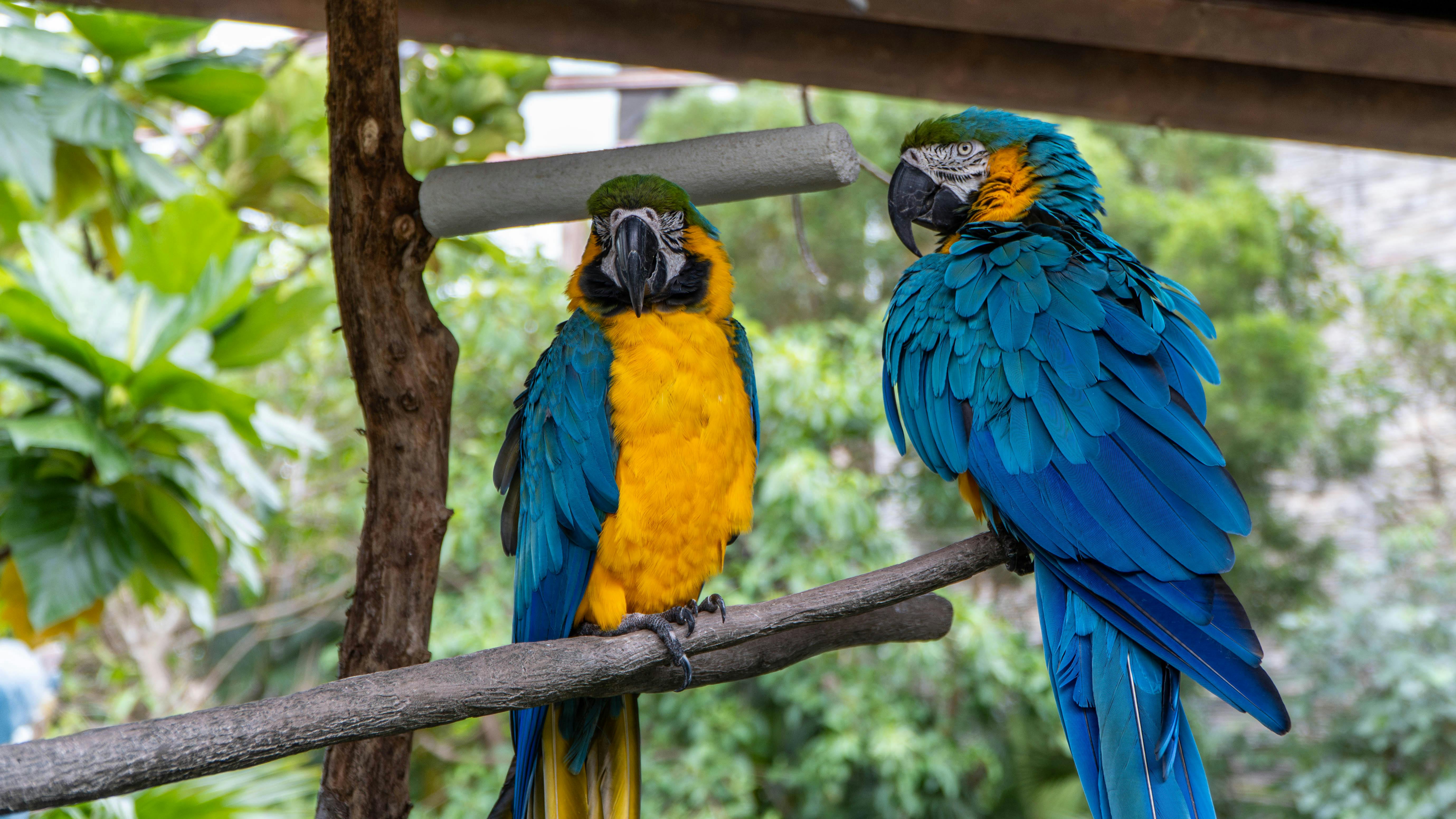 Why Quaker Parrots Illegal
