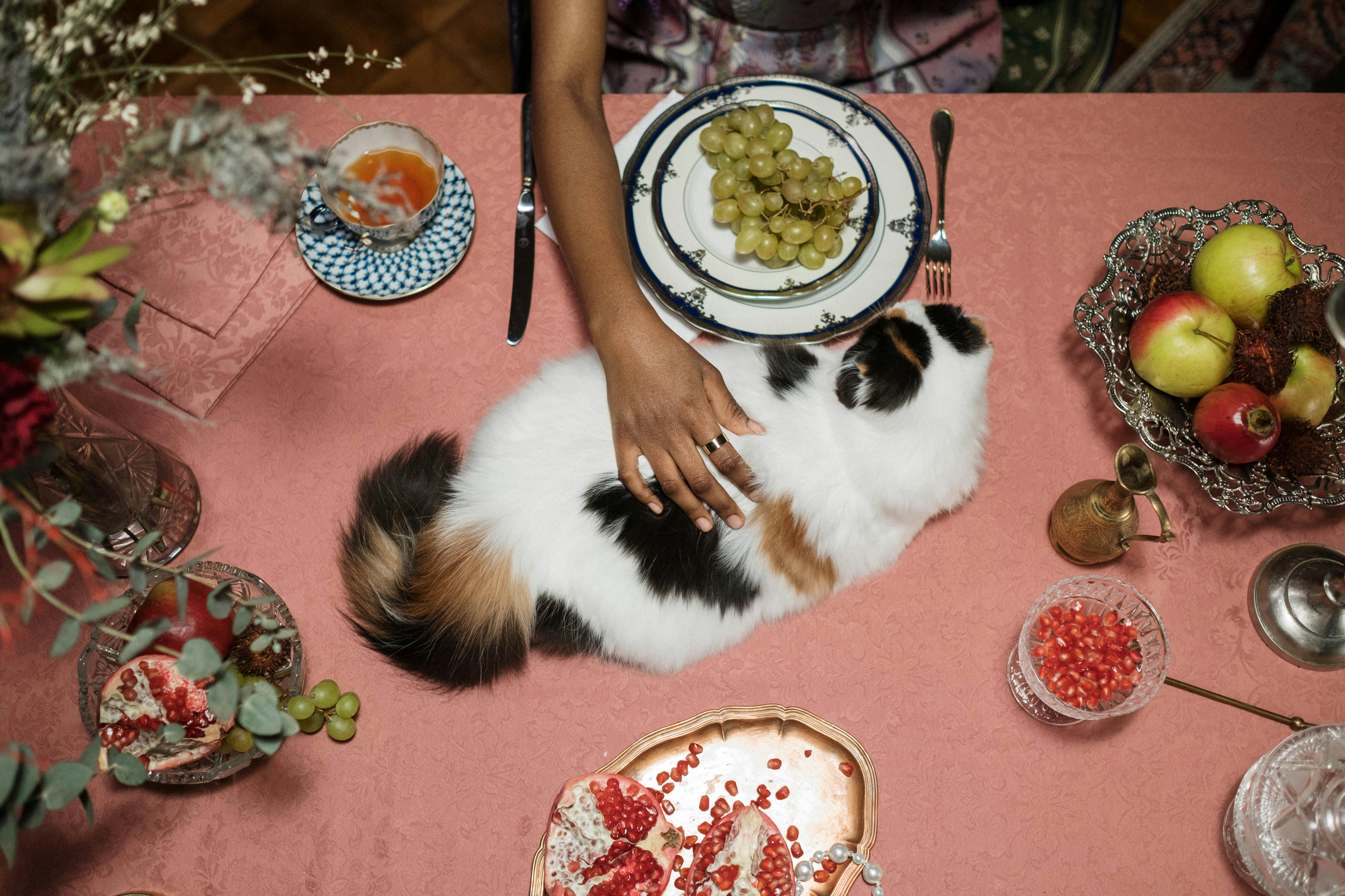 Cat-Friendly Fruits: A Guide to Safe and Healthy Treats