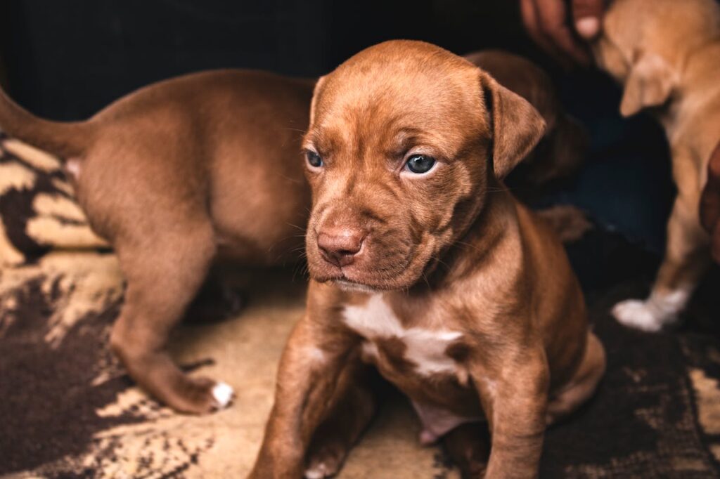 Pit Bull Puppies: Your Complete Guide