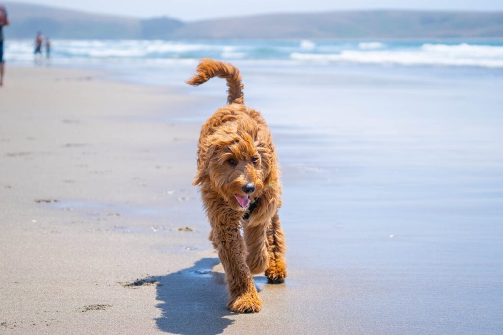 Understanding Goldendoodle Generations