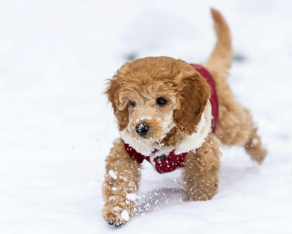 Goldendoodle Size & Temperament