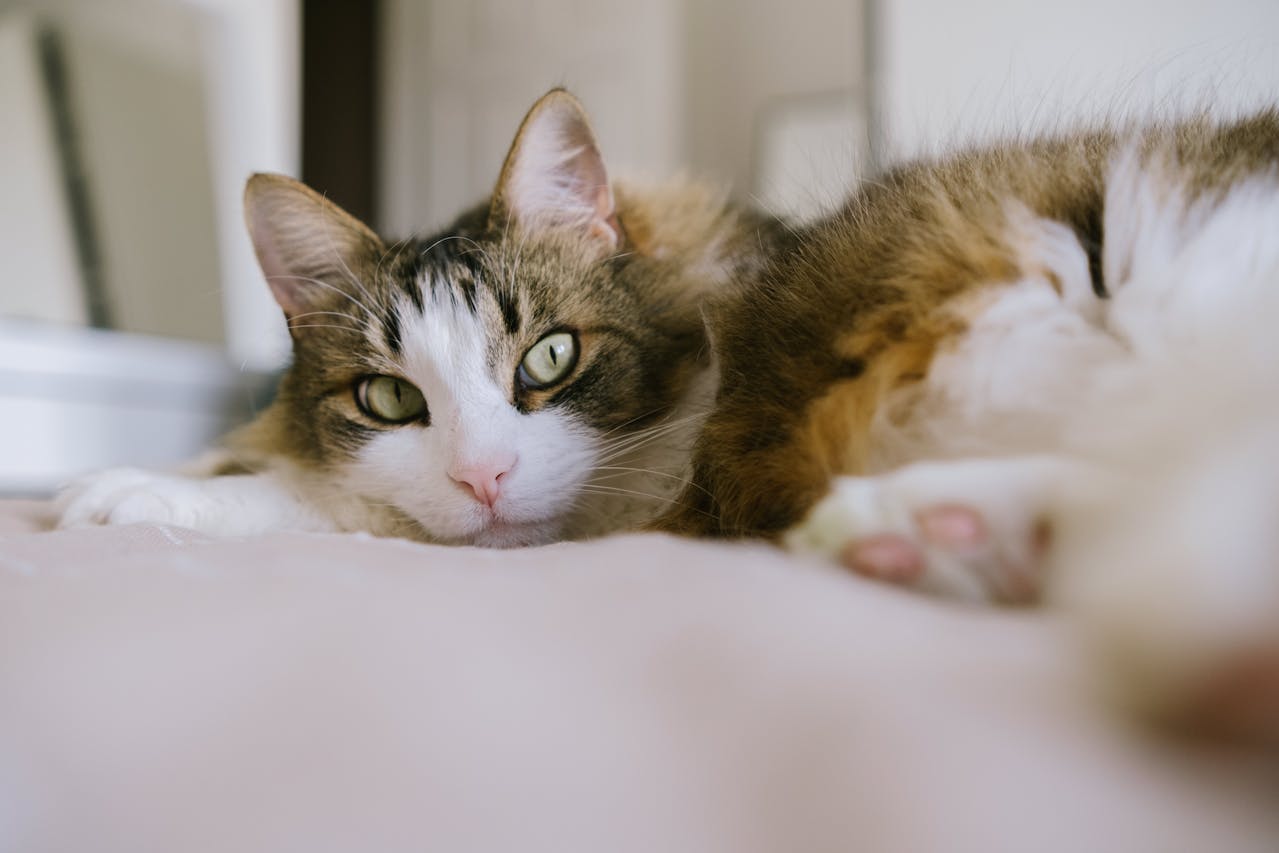Cat With Down Syndrome? Understanding Feline Health