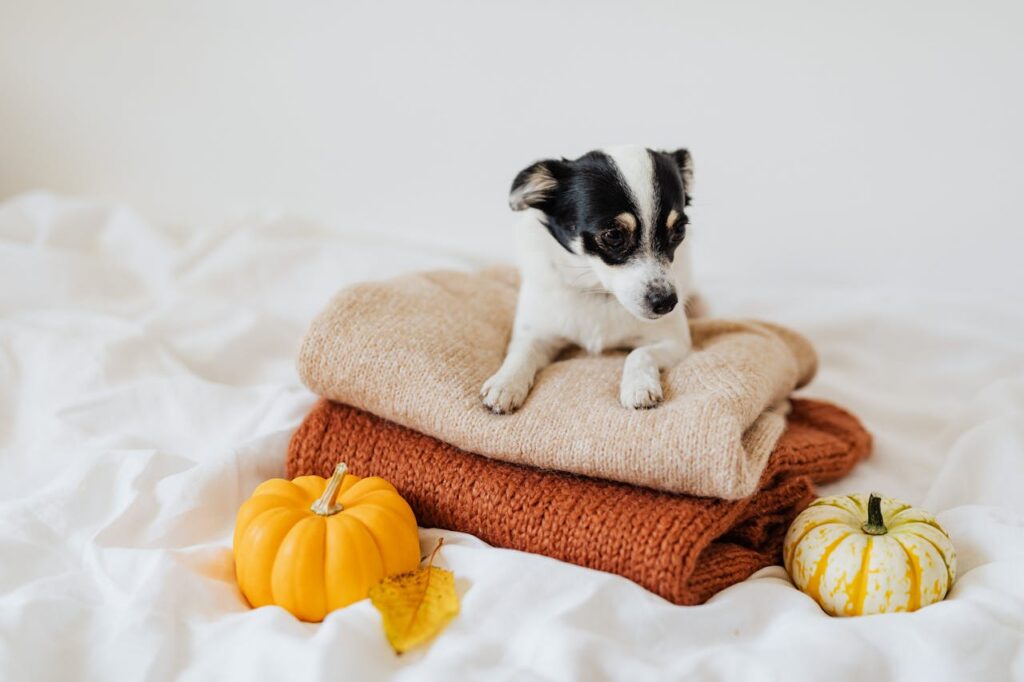 Is Pumpkin Good for Dogs?