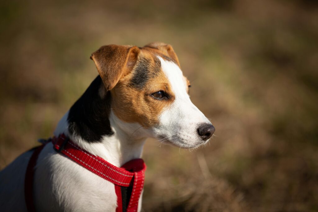 How to Properly Fit a Dog Harness