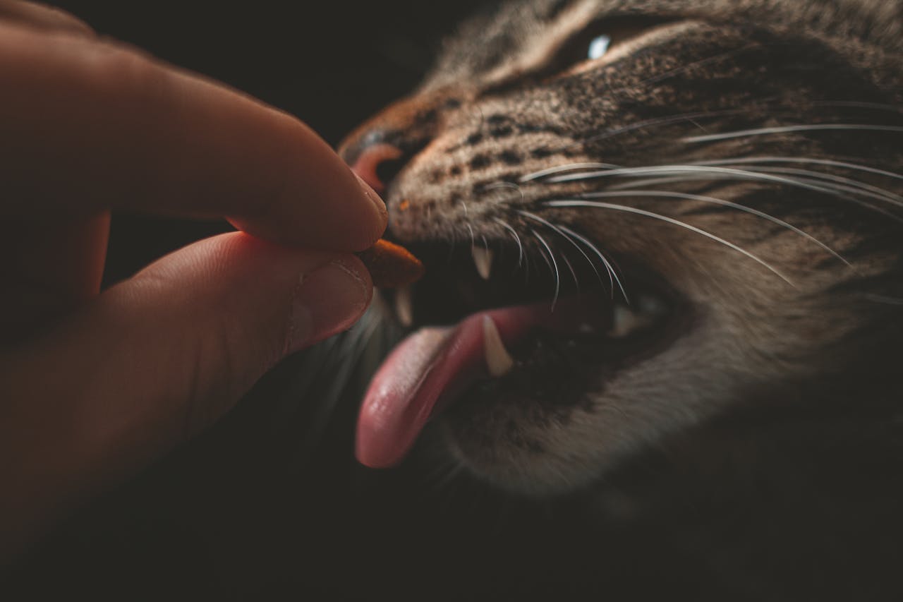 How Much Should I Feed My Cat Daily?