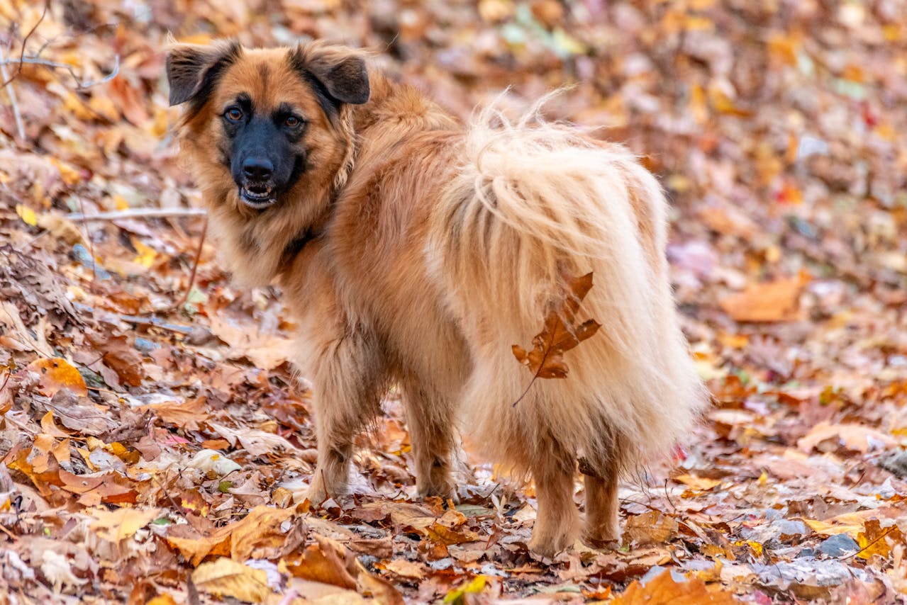 Botfly in Dogs: Identifying, Treating, and Preventing Infestation