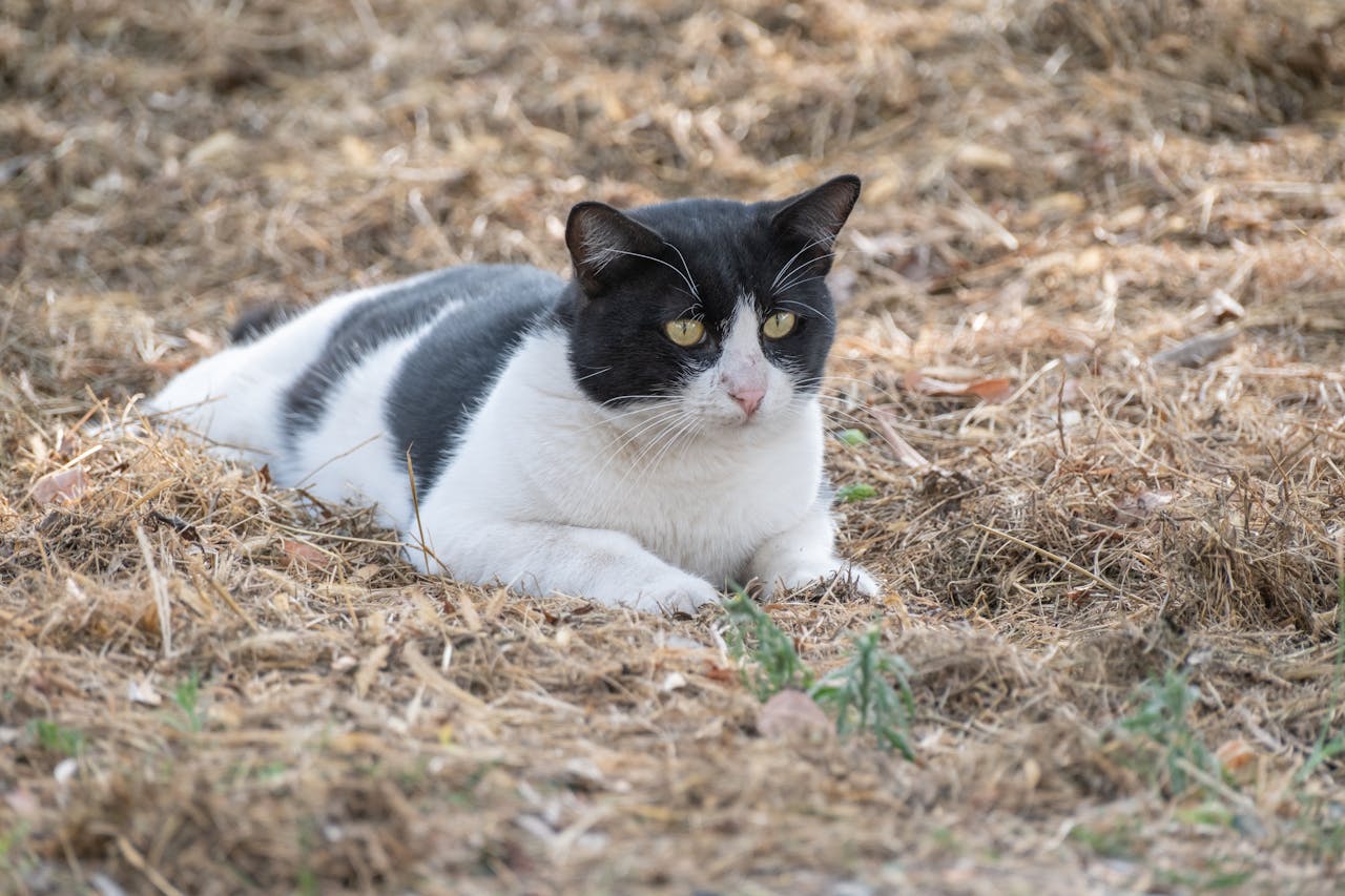 Black & White Cat Personality: Dapper Feline Facts