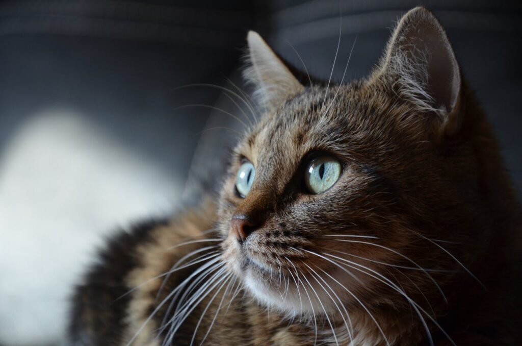 Silent Signals of Cat Emotions