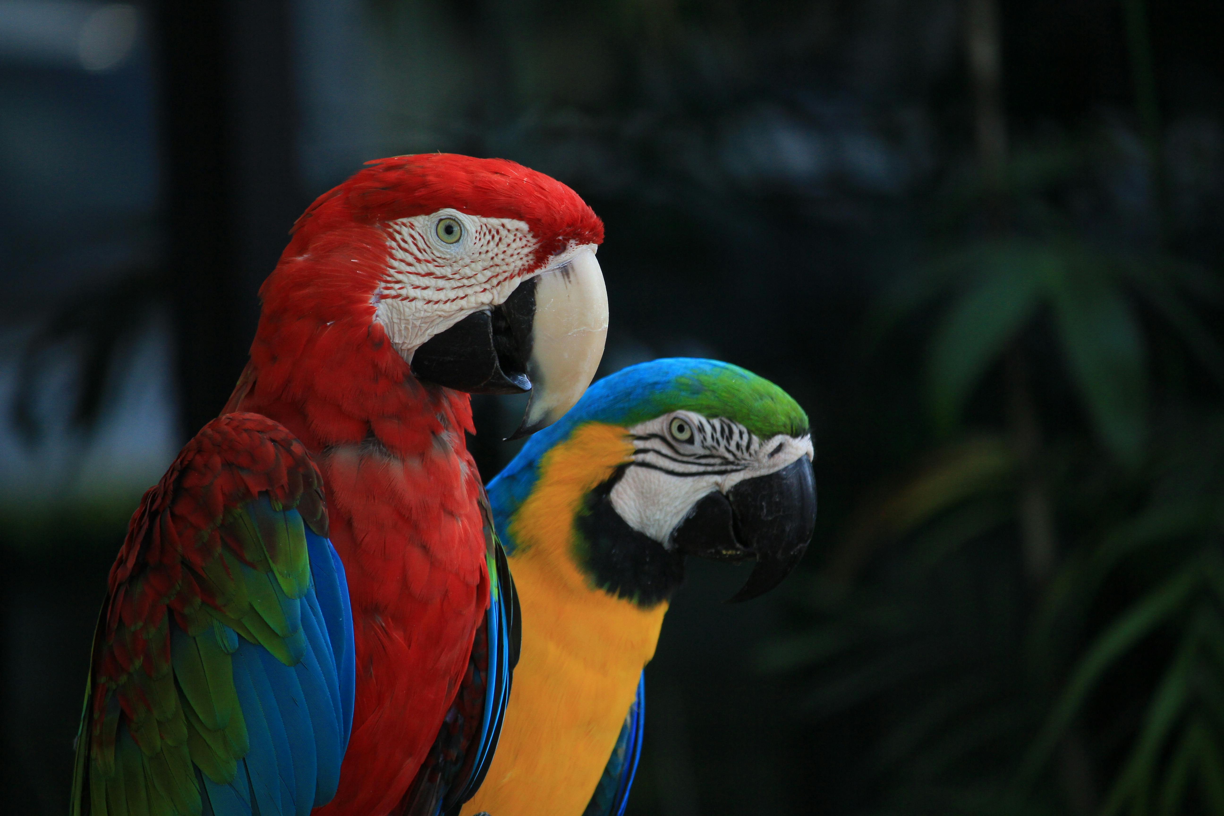 Why Quaker Parrots Illegal? Legal Ownership Explained