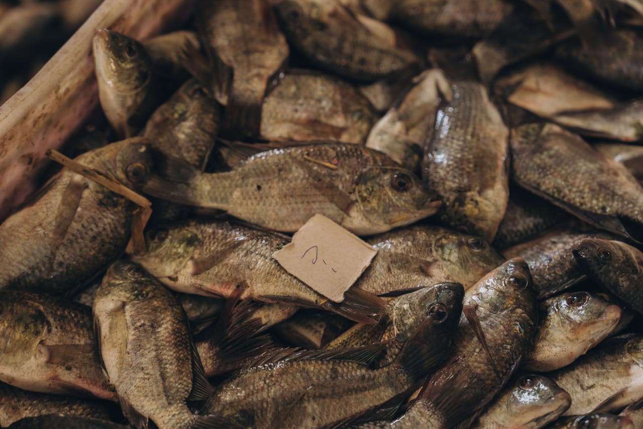 Can Dogs Eat Tilapia? Your Guide