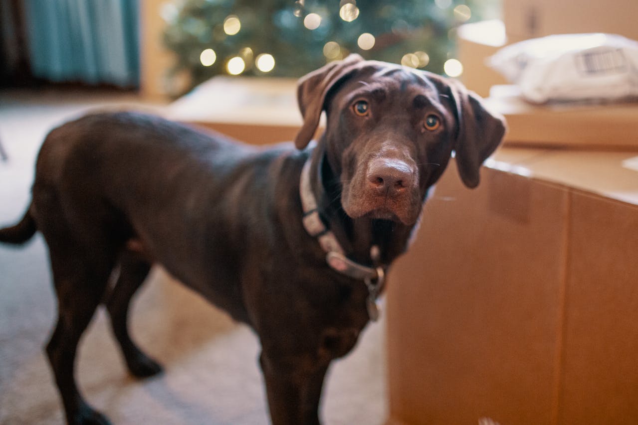 Labrador Retriever Life Span: Understanding Their Health