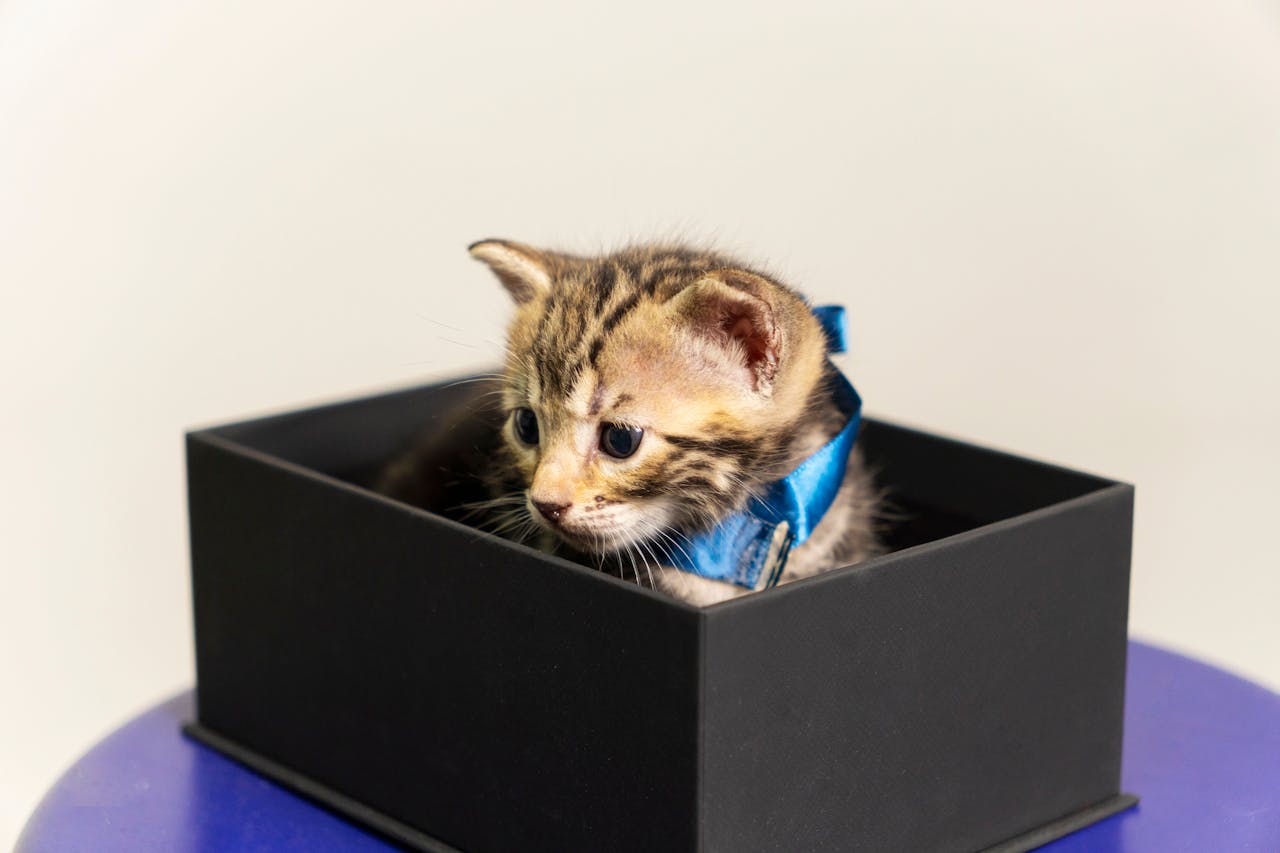 Do Self Cleaning Litter Boxes Really Work?