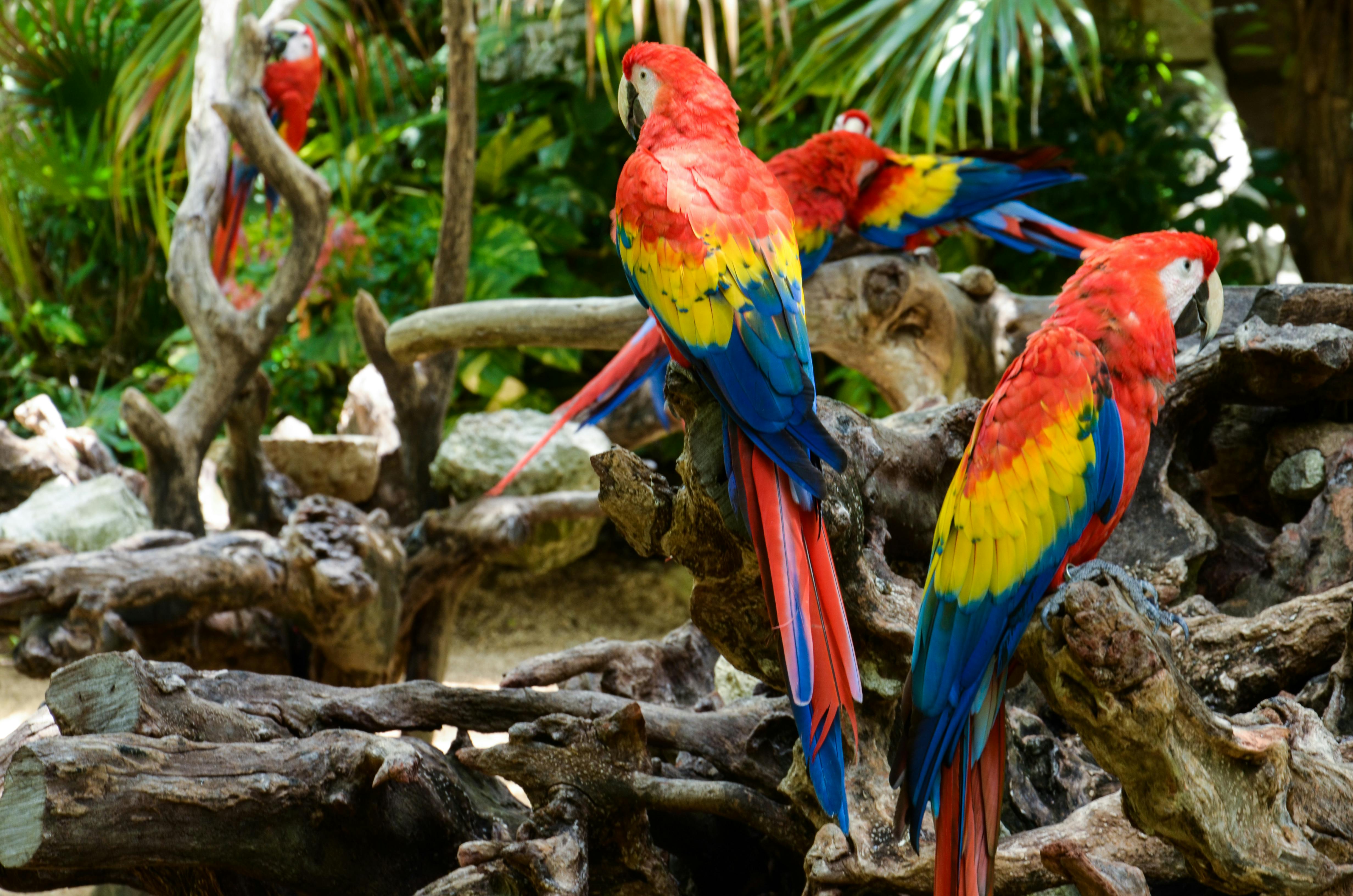 Quaker Parrots: Why They're Popular Pets