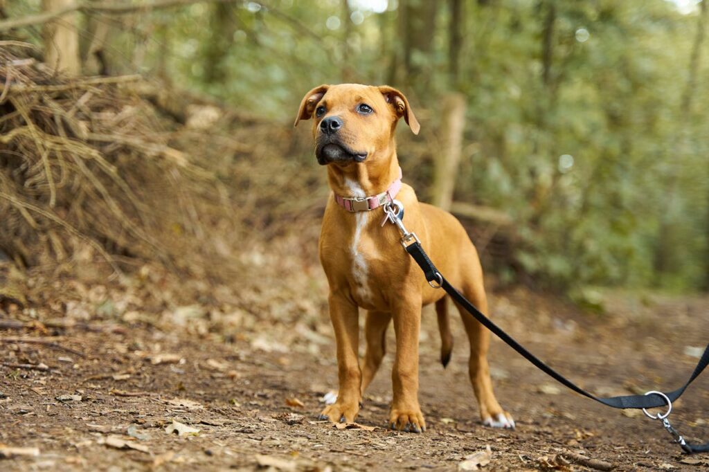 Managing Your Pit Bull Puppy