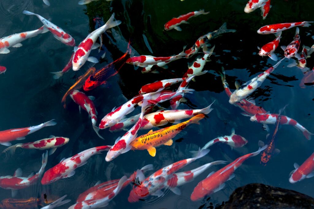 How Much Are Koi Fish? 