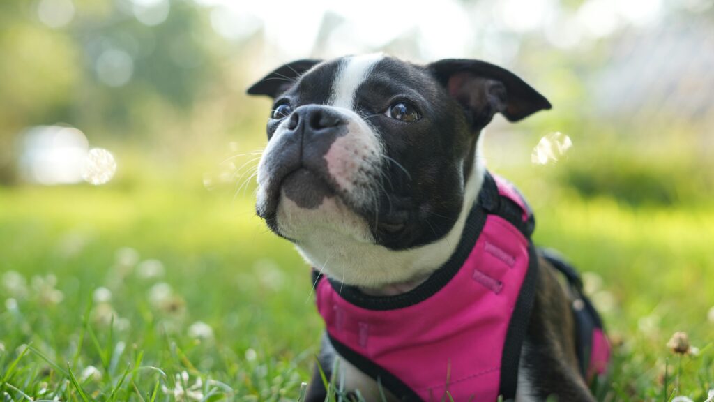 Over-Head Harnesses