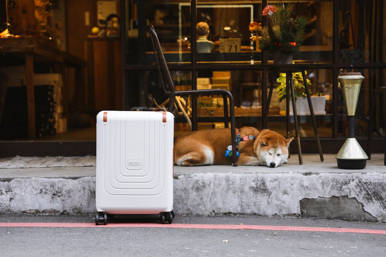 Dog Friendly Stores: Where to Shop with Your Dog