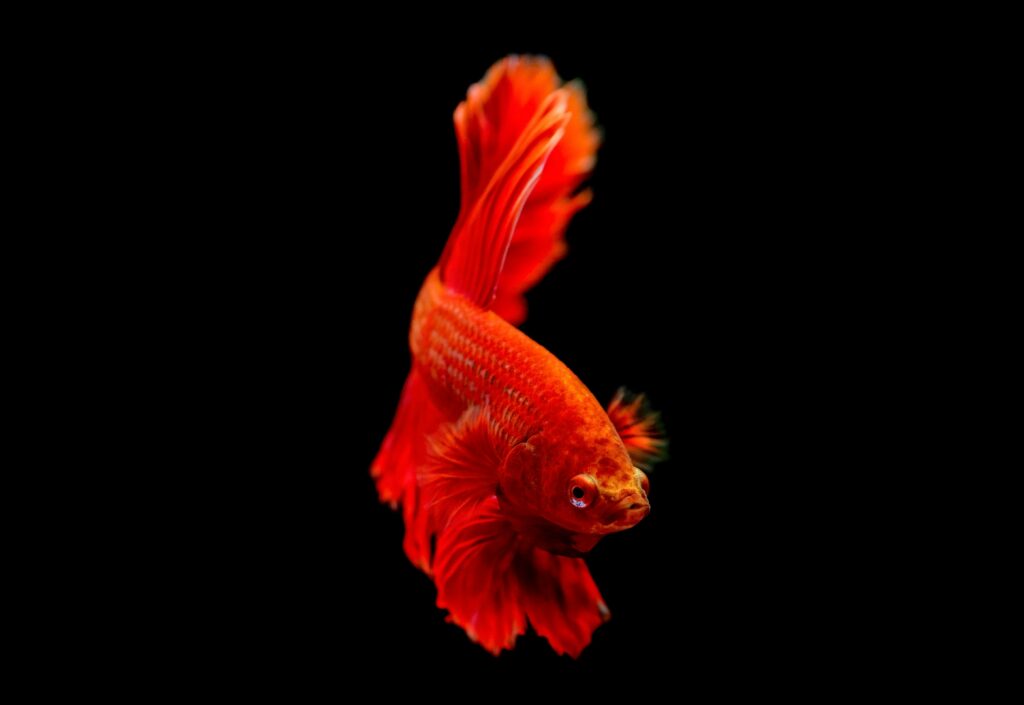 Betta Territoriality