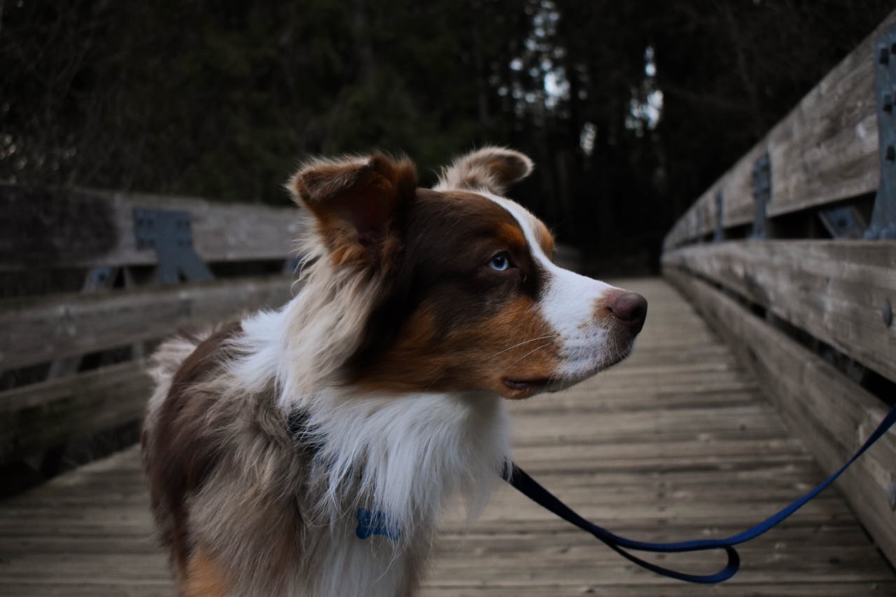 Best Dog Leash for Hiking Adventures Await