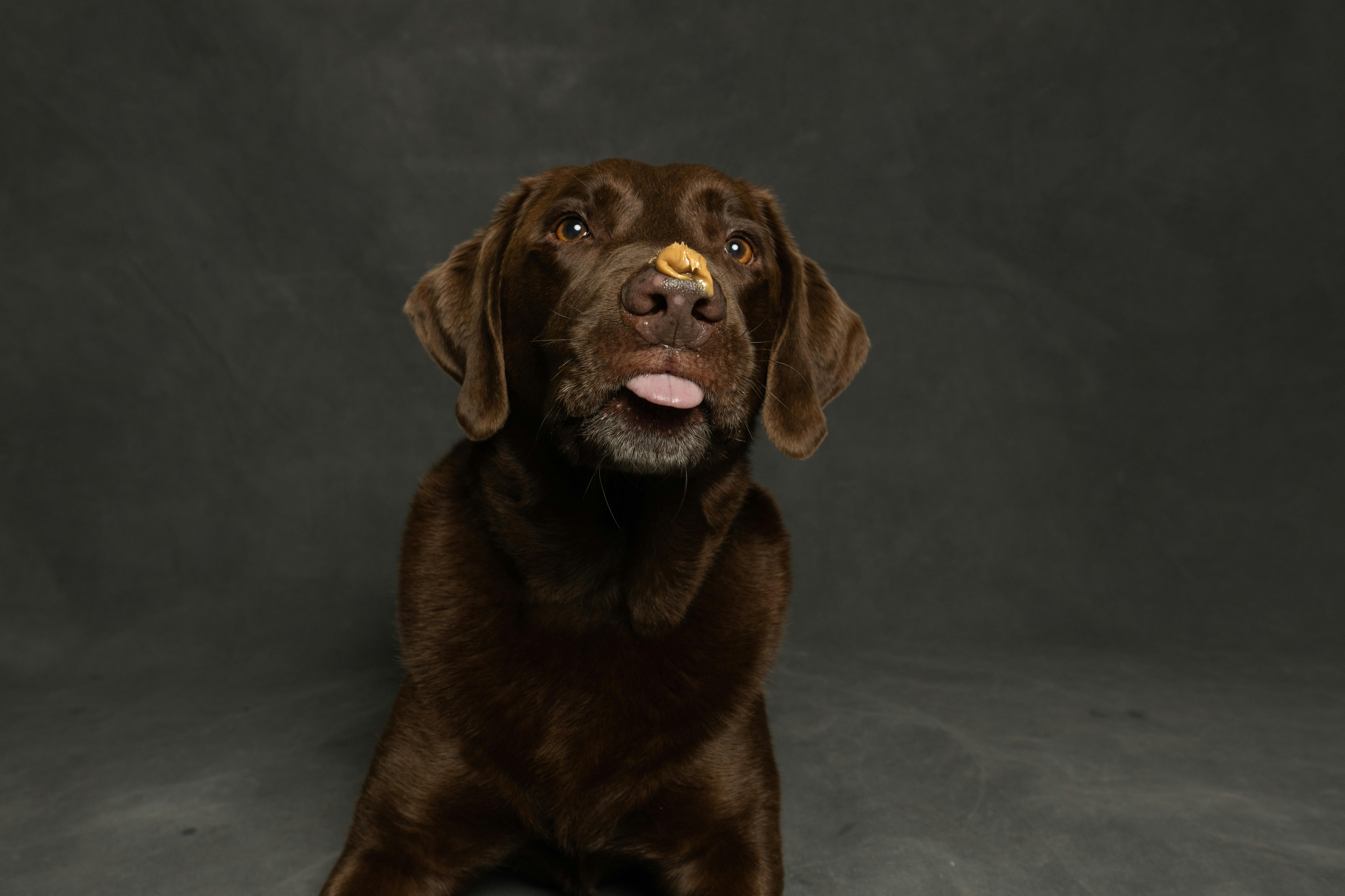 Peanut Butter & Dogs FAQs