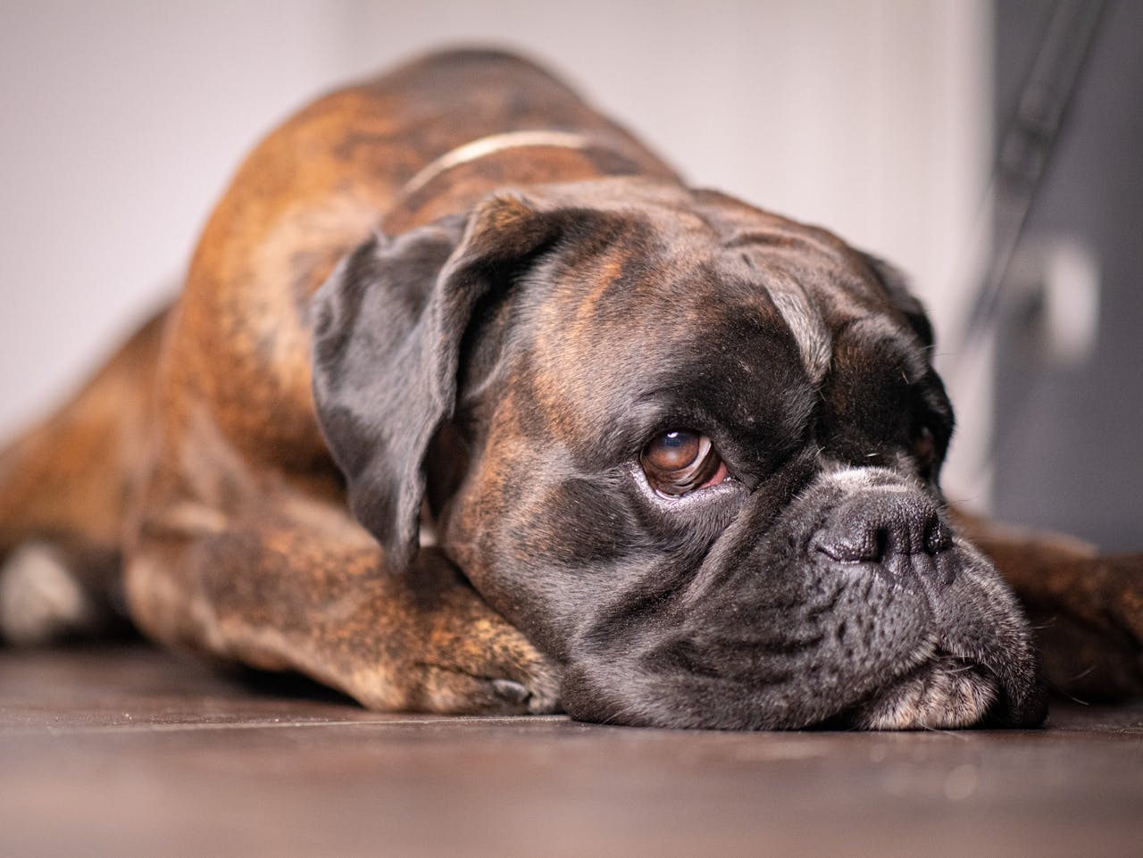 Dog Throwing Up Blood? Get Vet Help Now
