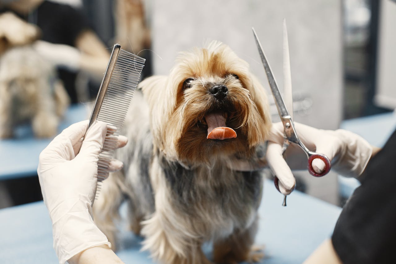 How to Become a Dog Groomer: Your Expert Career Guide