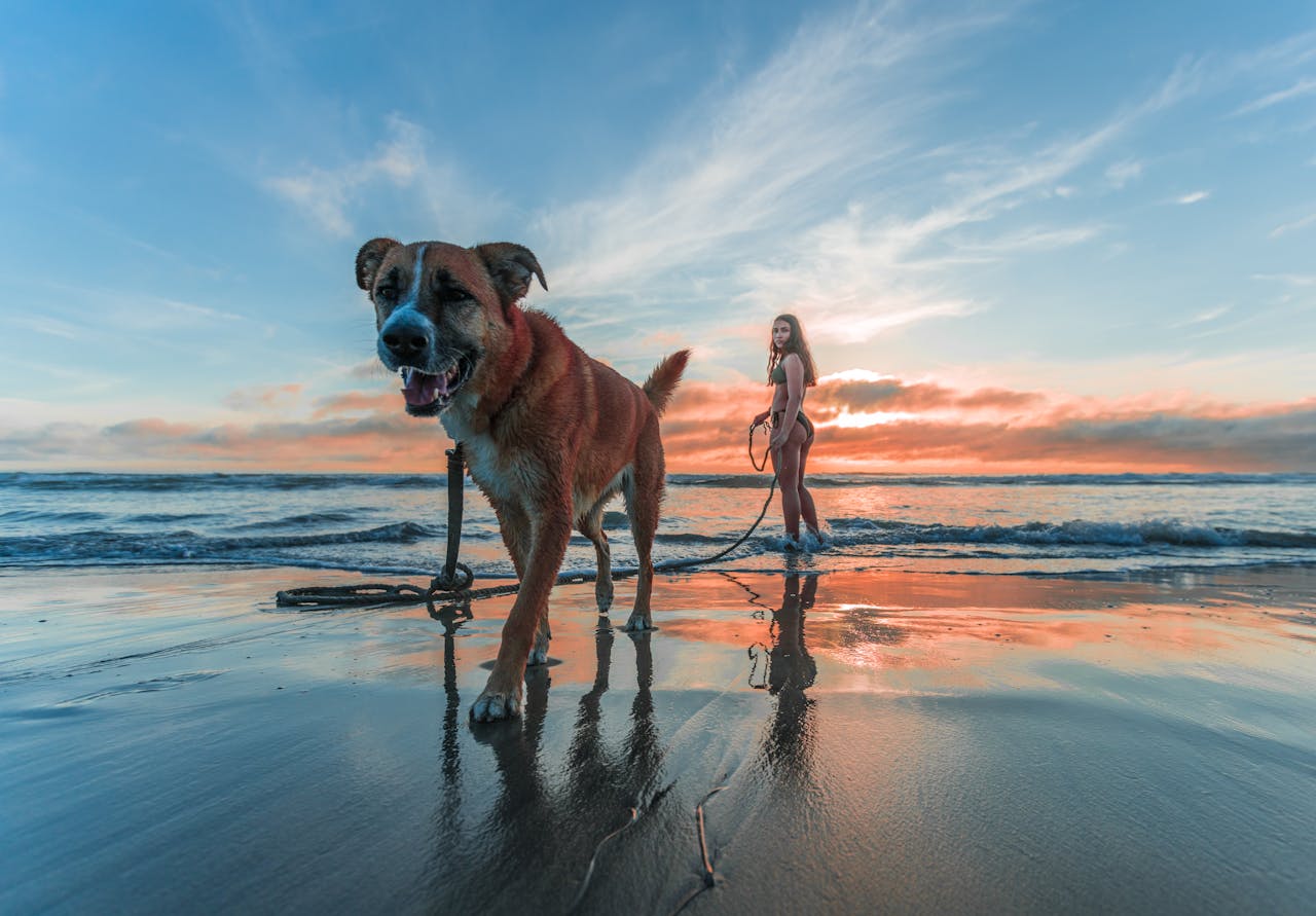 Dog Hotel Tips: Ensuring a Happy Stay for Your Furry Friend