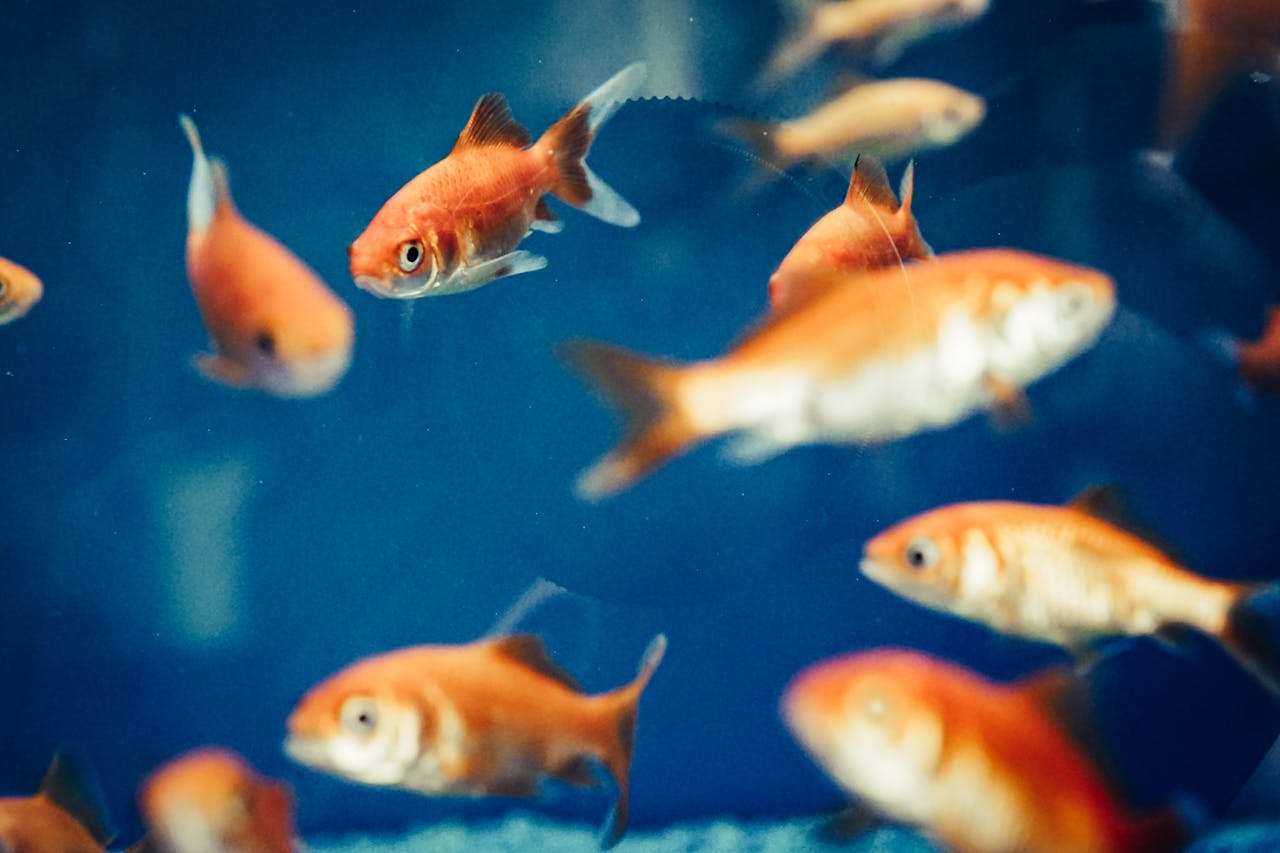 Can Dogs and Cats Safely Eat Goldfish? What You Need to Know