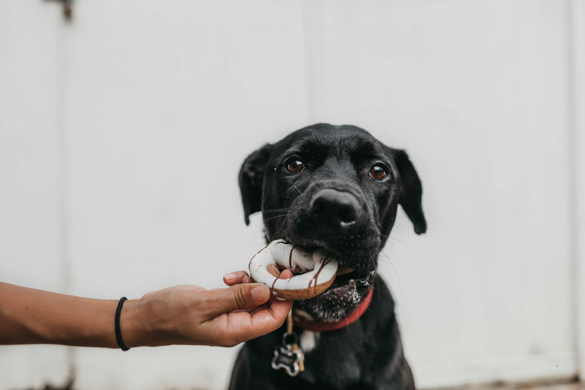 Can Dogs Eat Donuts? Understanding the Dangers