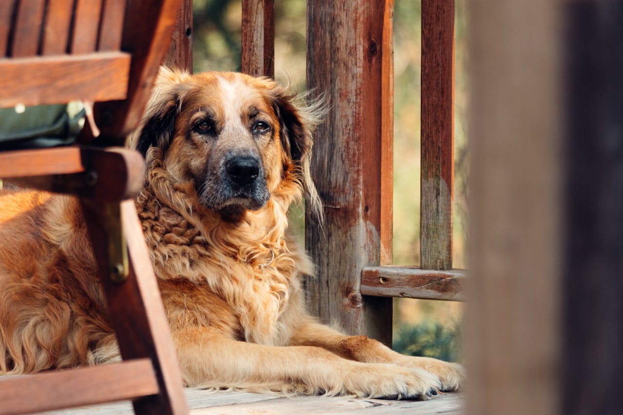 Old Dog Coughing and Gagging: Understanding the Causes