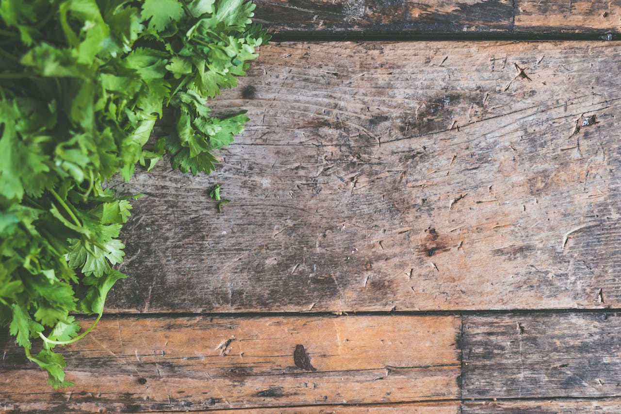 Can Dogs Eat Cilantro Safely?