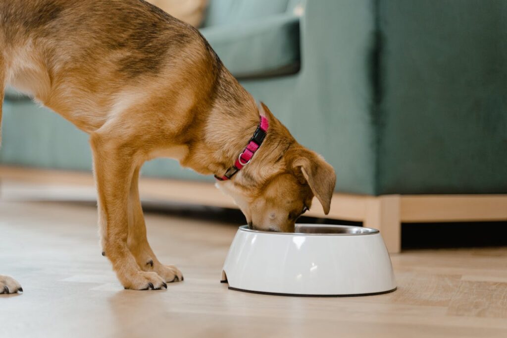 Tofu for Dogs