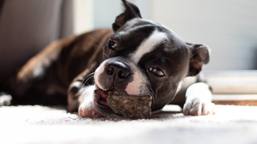 Choosing Your Pit Bull Puppy