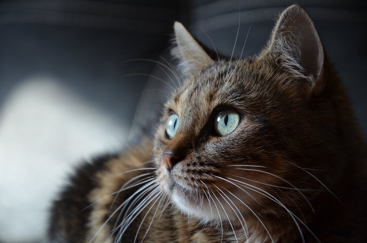 Do Cats Smile? Decoding Feline Facial Expressions