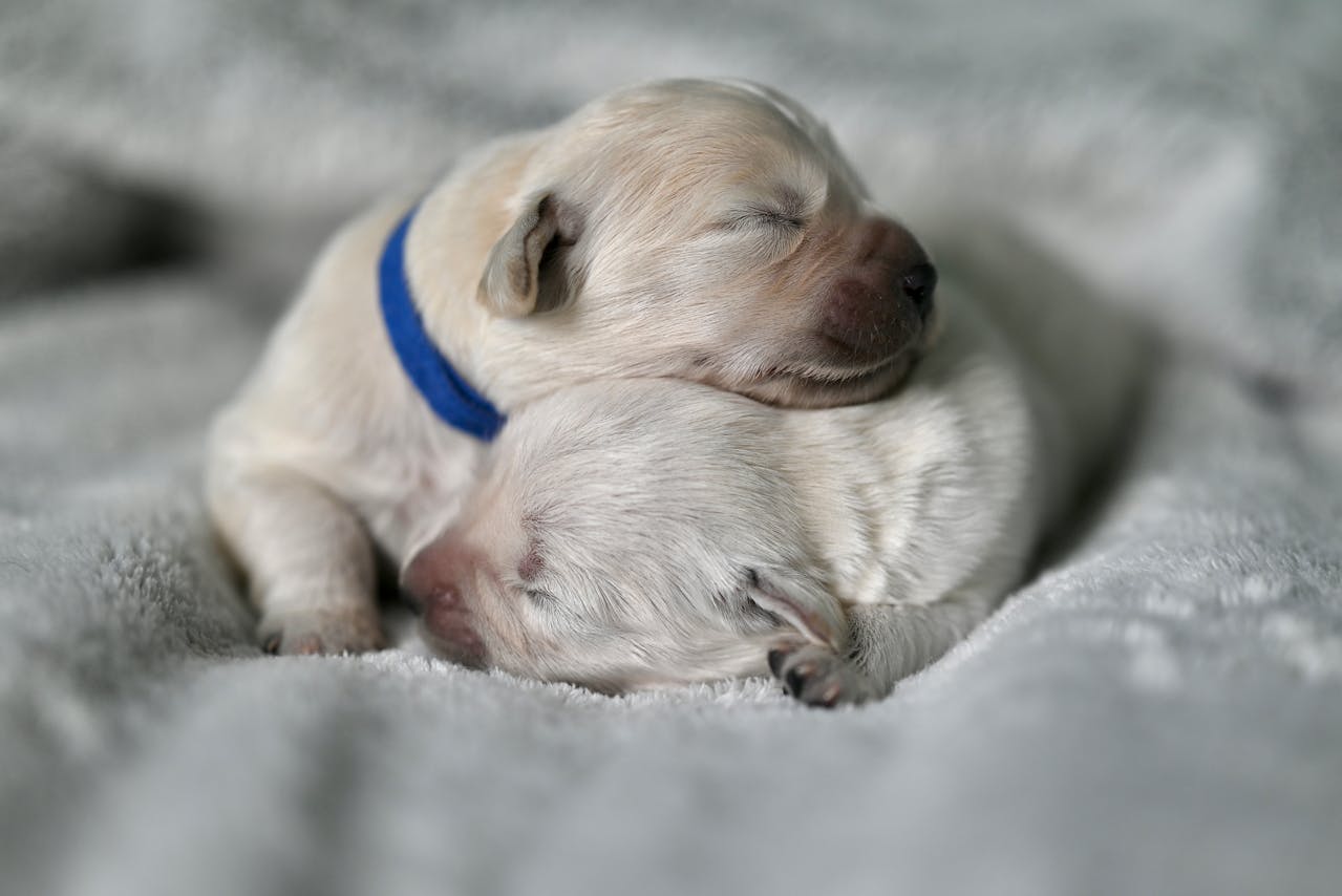 Gentle Leaders for Dogs: Do They Work? | Mrmrspaw.com