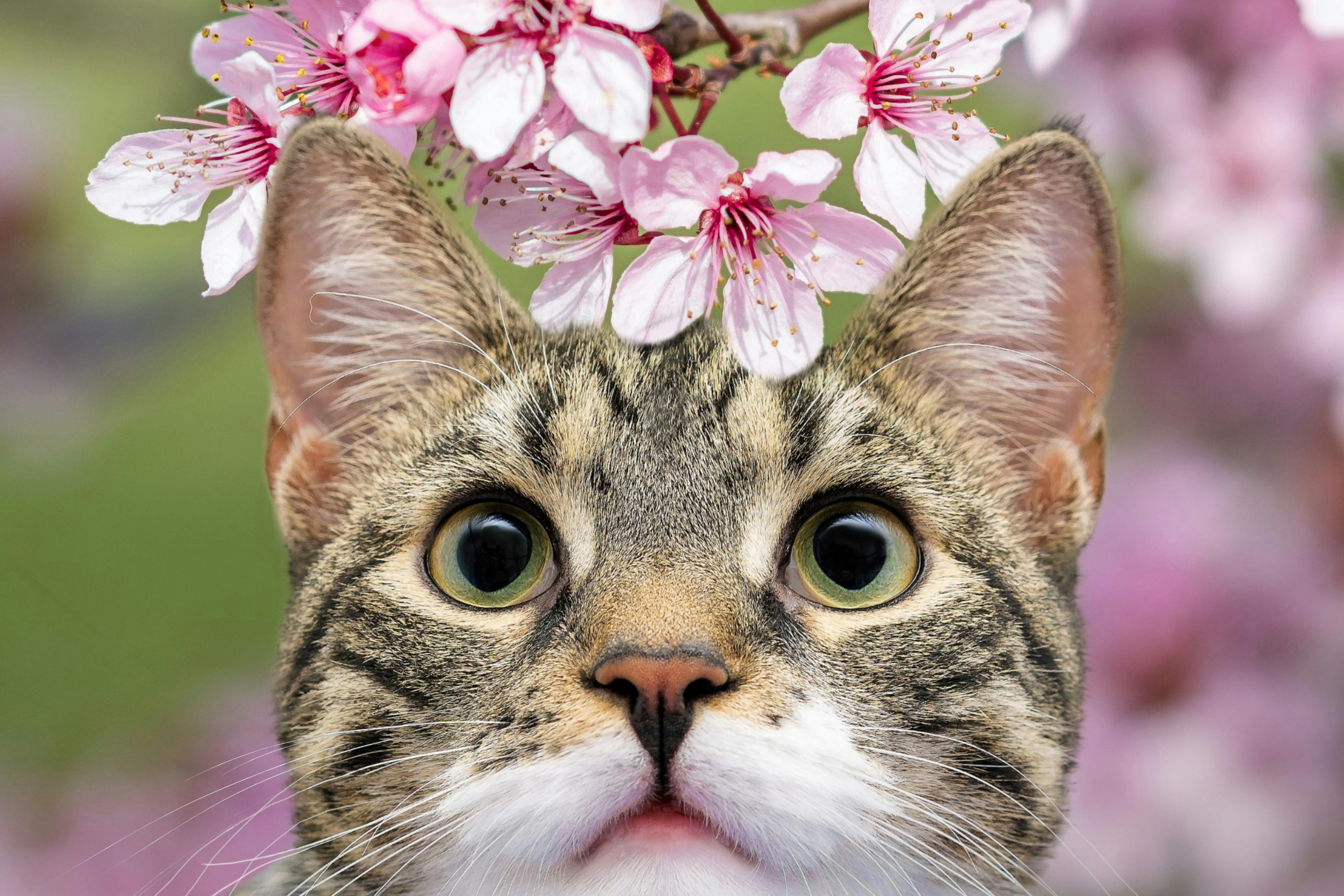 What Catnip Does to Cats: Understanding Its Effects