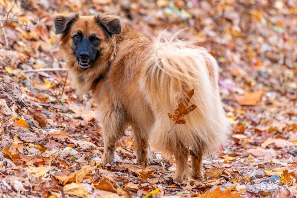 Botfly in Dogs