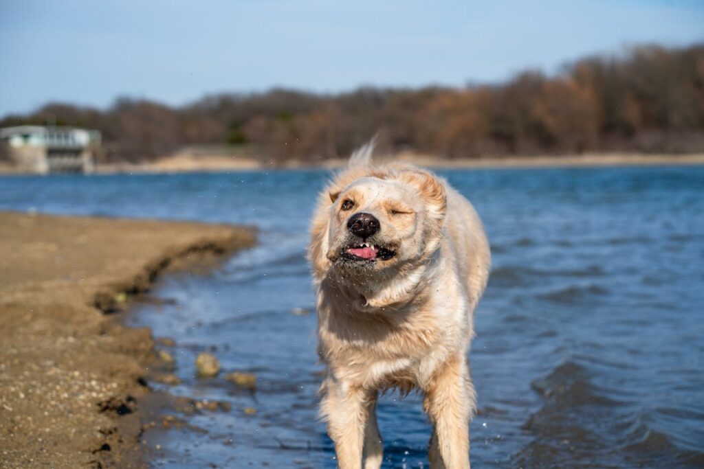 Why Do Dogs Shake Their Bodies