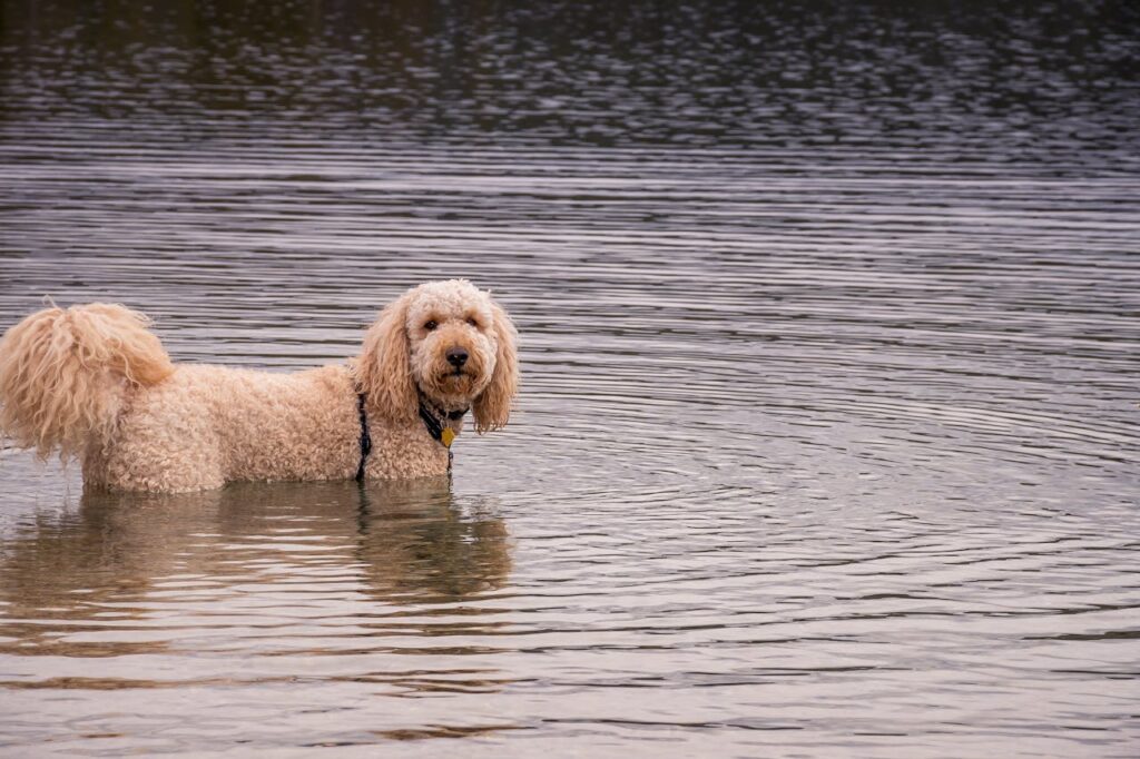 What is a Goldendoodle