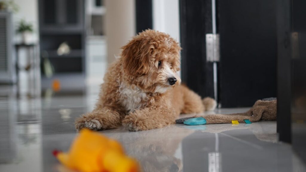 Goldendoodle Puppies