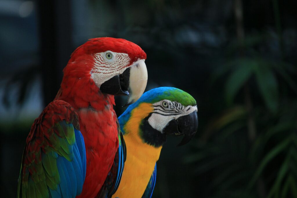 Quaker Parrot Health & Wellbeing