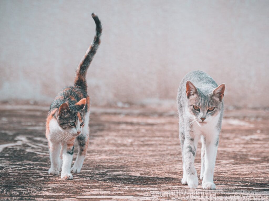 The Happy Tail