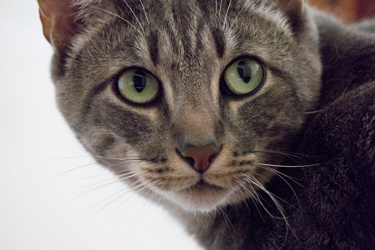 Why Does My Cat Stare At Me? Unraveling Their Gaze