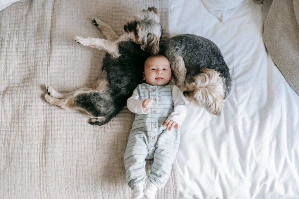 Morkie Grooming
