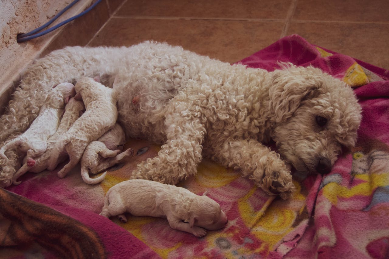 Poodle Puppies: Your Guide to Everything Poodle