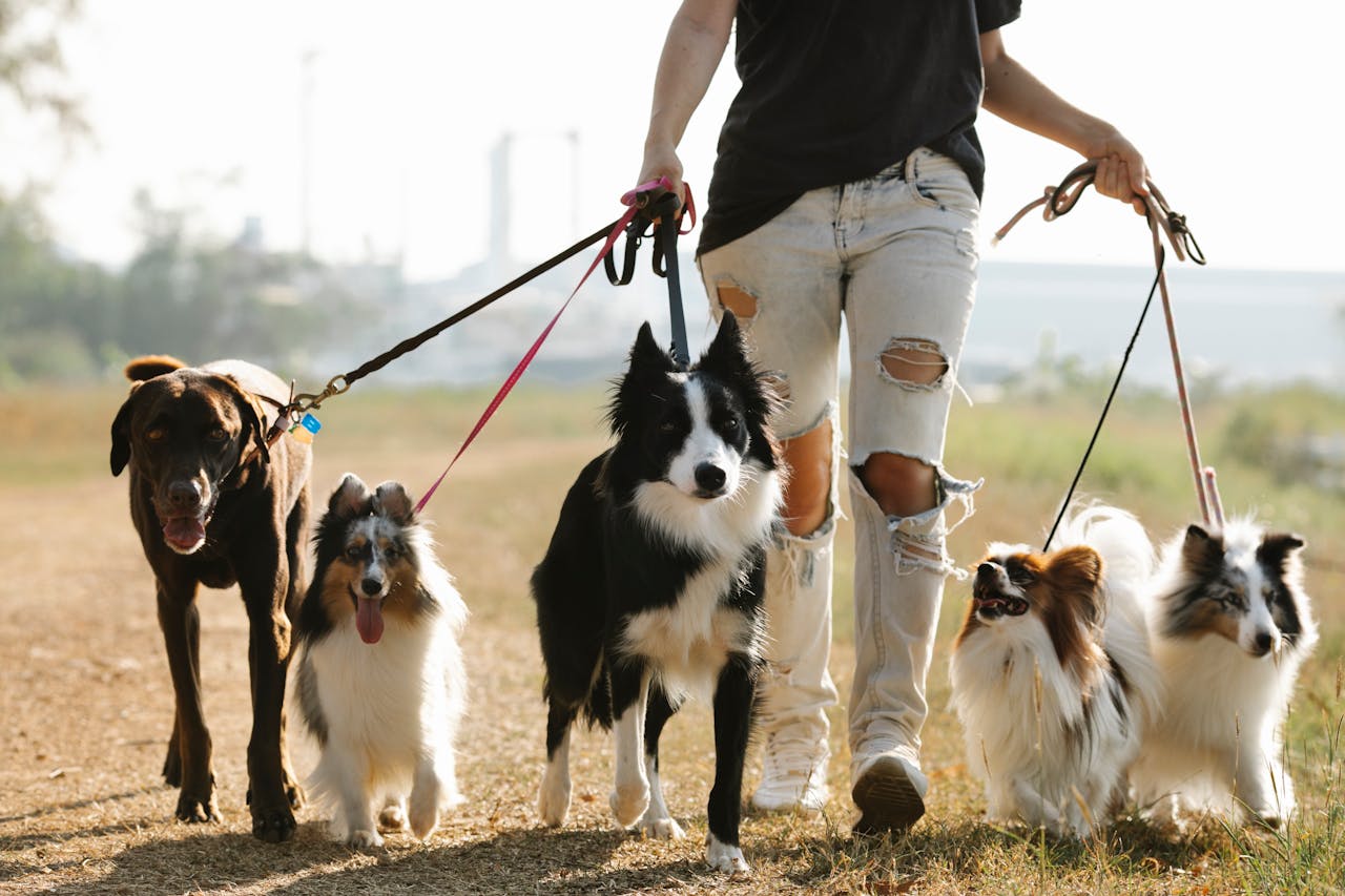When Do Dogs Stop Growing In Size?