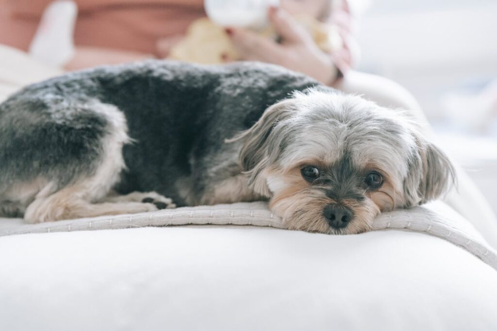 Morkie Breed Guide