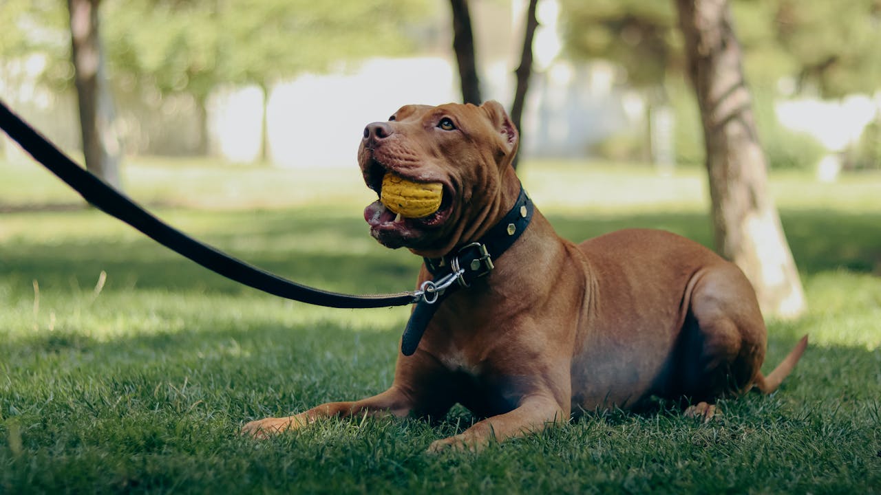 Pitbull Puppy: Everything You Need to Know Expert Tips