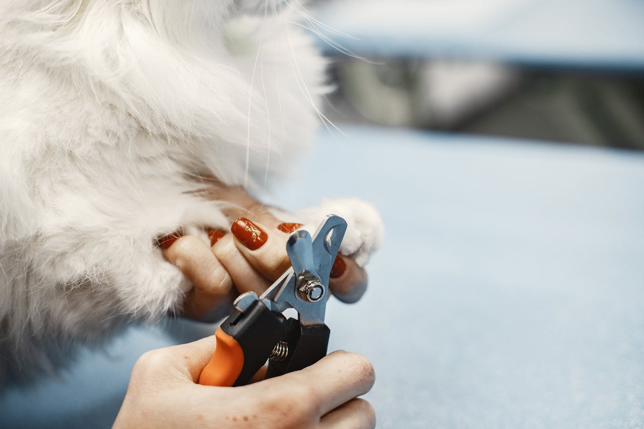 How to Trim Cat Nails: Pro Groomer's Step-by-Step Guide